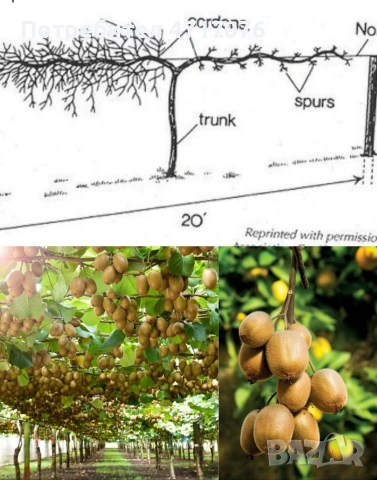 киви в контейнер , снимка 3 - Разсади - 53201281