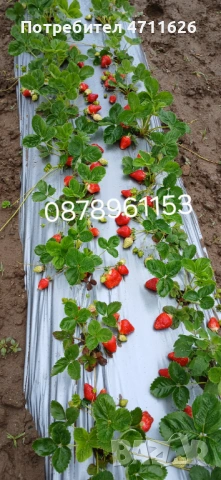 Разсад ягоди и малини , снимка 9 - Разсади - 53133393