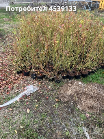 Боровинки сорт Дюк 3 годишни, снимка 2 - Разсади - 52829321