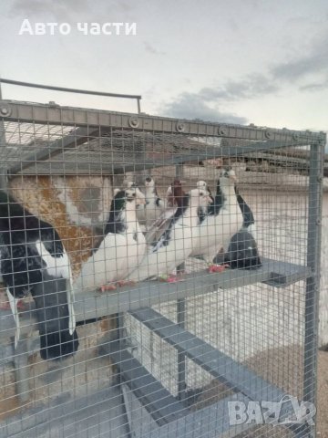 Пазарджишки високо летачи, снимка 17 - Гълъби - 37544259