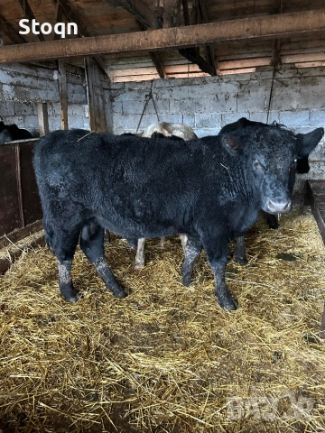 Продавам 5 Мъжки Телета