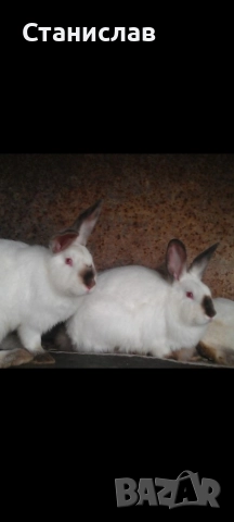 Зайци , пеперуда и калифорниици, снимка 3 - Други - 52964681