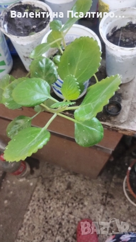 Плектрантус , снимка 3 - Стайни растения - 51856151