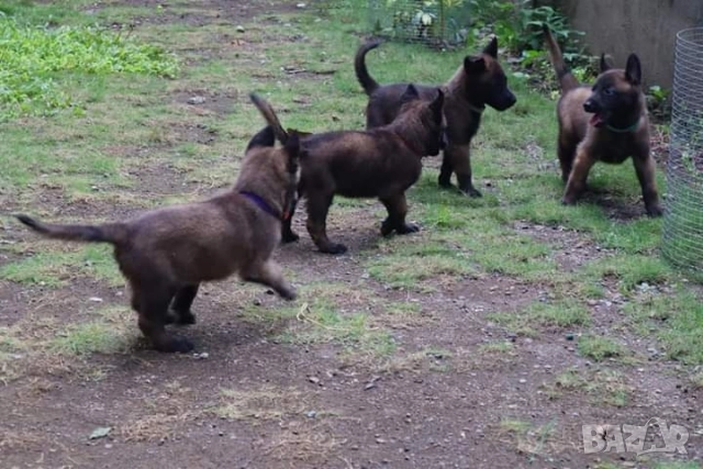 Белгийски овчарки-малиноа , снимка 6 - Белгийска овчарка - 51852914