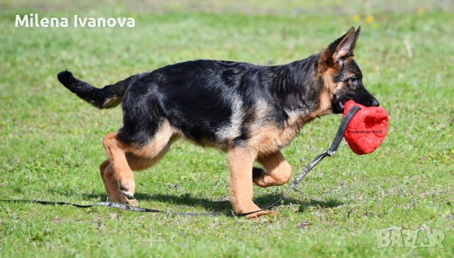 Немски овчарки с родословие , снимка 7 - Немска овчарка - 53336696