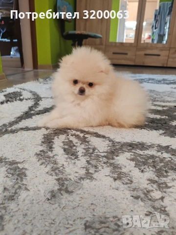 Померанче мини женско 