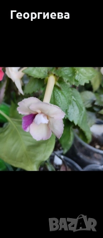 ризоми ахименес , снимка 4 - Градински цветя и растения - 53498563