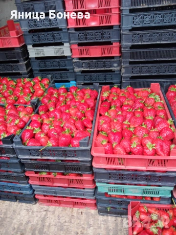   Продавам разсад ягоди!Два сорта Клети и Априкс!