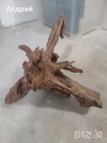 Огромни Мангров корен 50+см. 60 - 85лв. 