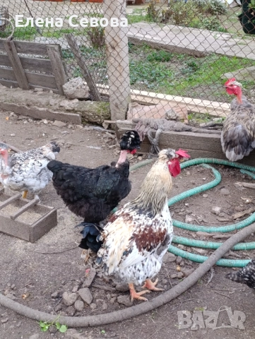 Оплодени яйца от светъл съсекс, голошийки и качулати , снимка 7 - Кокошки и пуйки - 52790436