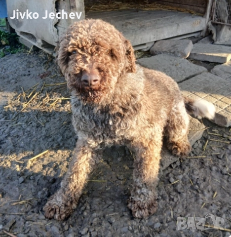 Лагото , снимка 2 - Други - 52663224