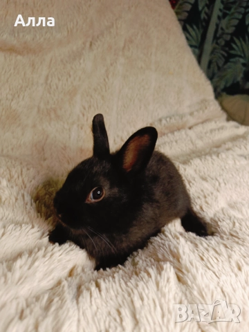 Голландско джуджета и Рекс, декоративно зайчета. , снимка 9 - Декоративни зайчета - 52861714
