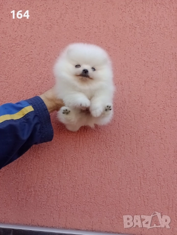 Мъжки Померани. Реални снимки ! , снимка 12 - Померан - 52605726