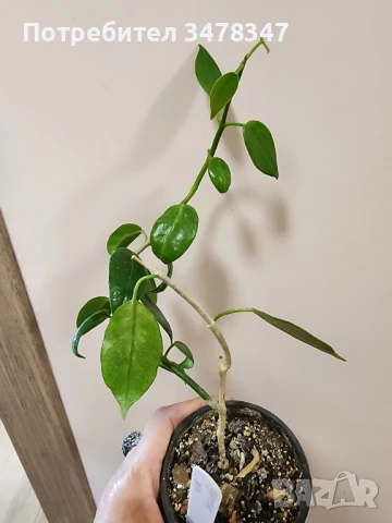 Хоя Susuela, снимка 2 - Стайни растения - 50673263