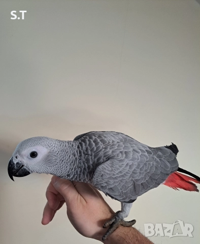 Папагал кралско жако, снимка 2 - Папагали - 52735318
