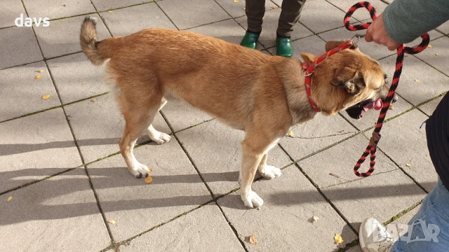 Страхотен Шарено-Очко търси Дом, снимка 4 - Други - 52578048