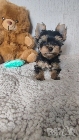 Йоркширски териер момченце 