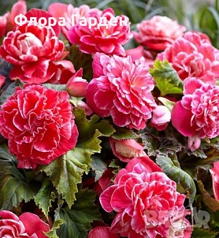 БЕГОНИЯ - Грудки/ ПРЕДВАРИТЕЛНИ ПОРЪЧКИ, снимка 16 - Сортови семена и луковици - 49235759