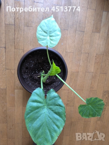 Трилистници, снимка 4 - Стайни растения - 51698707