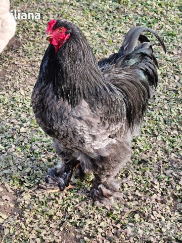 Продавам петел Брама