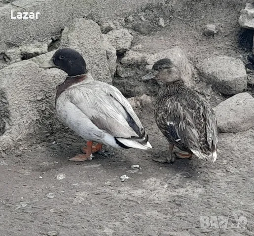 Продавам двойка колдък