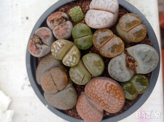 Lithops/живи камъчета/, снимка 1 - Стайни растения - 39521079