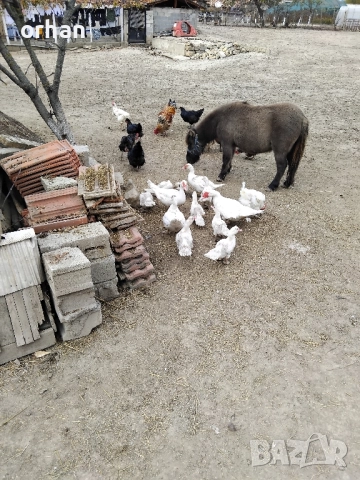 женско пони на 3г ., снимка 6 - Коне - 52238740