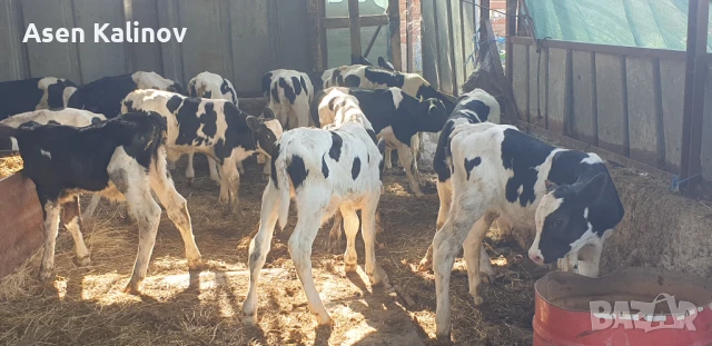 Продавам мъжки телета, снимка 1