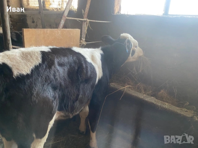 Две телета 5месеца и 3 месеца