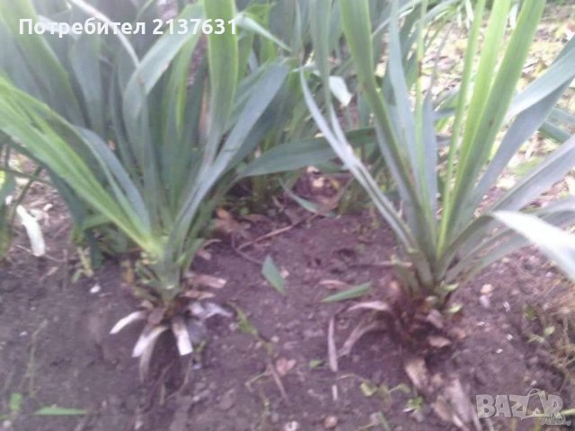 ГРУДКИ от ХЕМЕРОКАЛИС  , ЛУКОВИЦИ от НАРЦИСИ и ЕСЕНЕН ЖЪЛТ МИНЗУХАР  , ГРАДИНСКА ЮКА  , ФИДАНКИ ЛЮЛЯ, снимка 11 - Разсади - 40115255