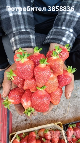 🍓предлагаме елитни расади само эа ценители🍓, снимка 4 - Разсади - 53566454
