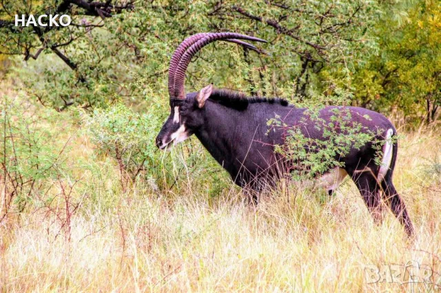 Уникален Трофей Рога с Черап от Антилопа Сейбъл 100% Автентичен, снимка 18 - Други - 48290351