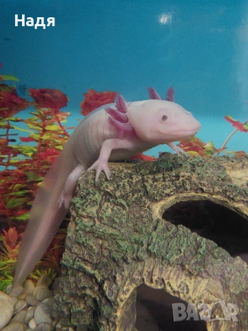  аквариум и акселотъл, снимка 1