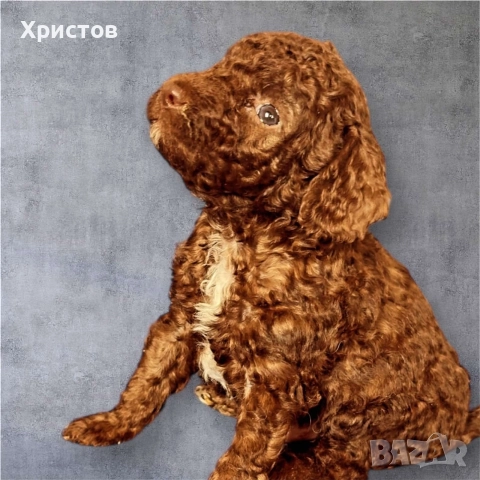 Мини пудел той бебета, снимка 2 - Пудели - 52582359