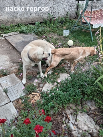 лабрадор за разплод, снимка 7 - Лабрадор ретривър - 52281708