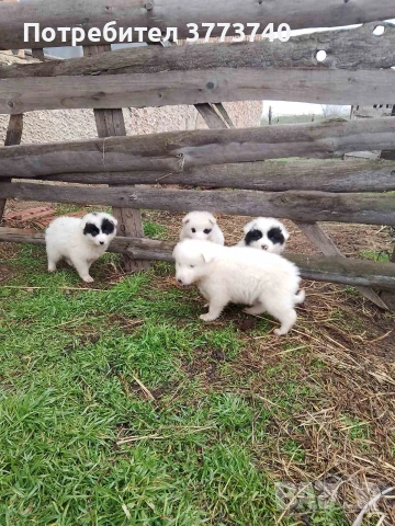 Подарявам кученца-каракачанки, снимка 2 - Каракачанска овчарка - 53012521