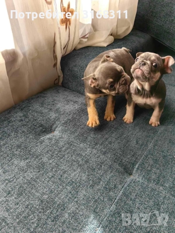 Две прекрасни момиченца, снимка 3 - Френски булдог - 52550591