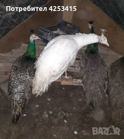 Продавам паунчета на 9 месеца , снимка 8 - други­ - 52271846