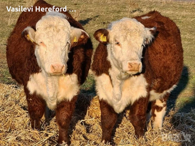 Елитни бикове Херефорд, снимка 2 - Крави - 53298178