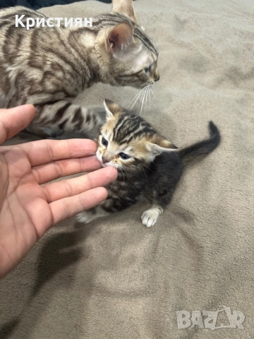 Бенгалски котенца, снимка 3 - Бенгалски - 52539835
