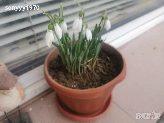 ЛОТ ОТ КОКИЧЕТА-ГРЪМ В САКСИЯ И ЛУКОВИЦИ 0702261803, снимка 2 - Градински цветя и растения - 53394722