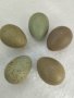 Оплодени яйца от китайски пъдпъдъци, снимка 1 - други­ - 39064812