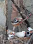 Зеброви амадини(финки), снимка 3