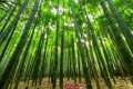 100 броя семена от декоративен бамбук Moso Bamboo зелен МОСО БАМБО за декорация и дървесина, снимка 16