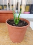 Алое Вера - лечебно в саксия. 10лв., снимка 4