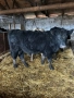 Продавам 5 Мъжки Телета, снимка 1