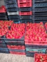   Продавам разсад ягоди!Два сорта Клети и Априкс!, снимка 1
