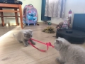 Британски и шотландски котенца, снимка 1