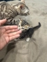 Бенгалски котенца, снимка 3