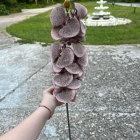 Изкуствени орхидеи – стрък с 8 цвята  , снимка 4 - Изкуствени цветя - 38638420